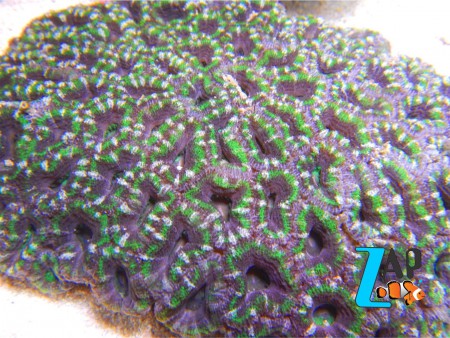 ACANTASTREA VERDE, BRANCA E ROXA COLÔNIA